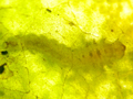 larva of Metallus pumilus